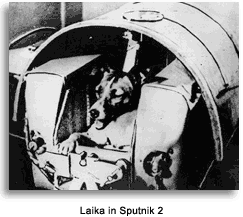 Laika in Sputnik 2