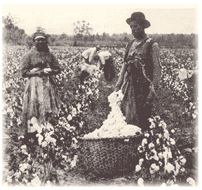 Farmers in cotton field