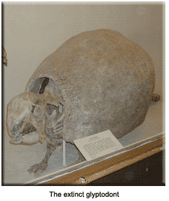 Glyptodont