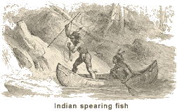 Indian spearing fish
