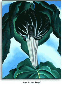 <i>Jack in the Pulpit</i>